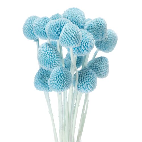 Floristik24 Craspedia dried flower decoration for vase, minimalist style, long-lasting summer decoration, 55cm, 20 pieces