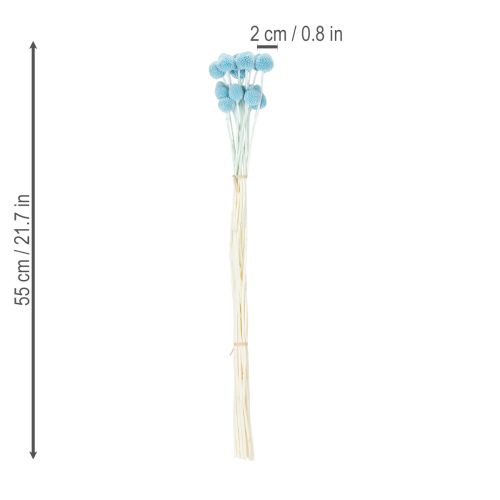 Product Craspedia dried flower decoration for vase, minimalist style, long-lasting summer decoration, 55cm, 20 pieces
