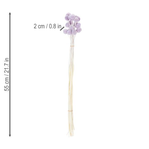 Product Craspedia dried flowers for modern table decoration in your home, 55cm, 20 pieces