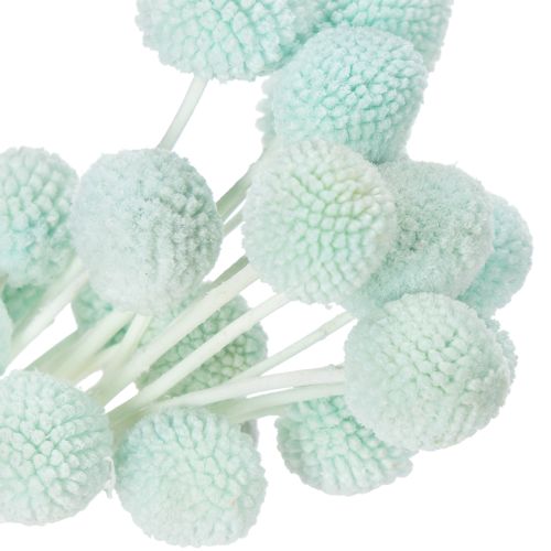 Product Dried Craspedia flowers, decorative bouquet for living room, table decoration, wedding, 55cm, 20 pieces