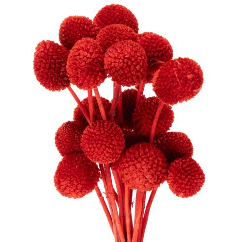 Craspedia Dried Flowers Dyed Red 55cm 20 Stems buy online | Floristik24.co.uk