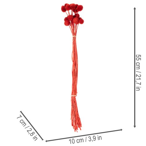 Craspedia Dried Flowers Dyed Red 55cm 20 Stems | Floristik24.co.uk