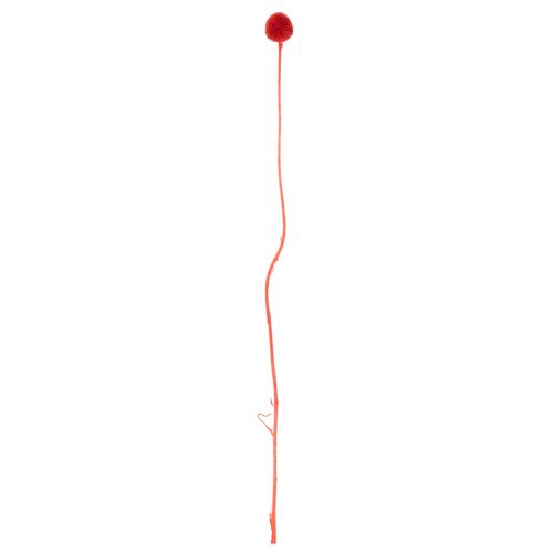 Craspedia Dried Flowers Dyed Red 55cm 20 Stems | Floristik24.co.uk