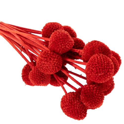 Craspedia Dried Flowers Dyed Red 55cm 20 Stems | Floristik24.co.uk
