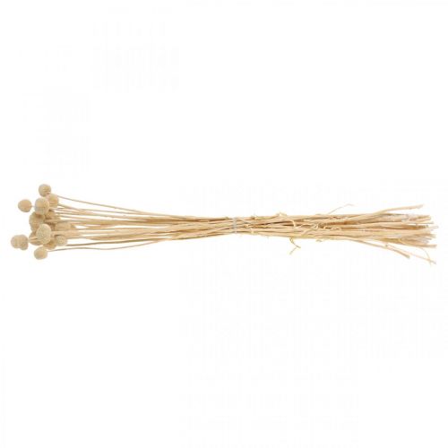 Product Craspedia dried cream drumsticks dried floristry 20 pcs