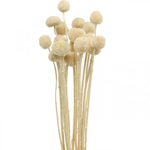 Floristik24 Craspedia dried cream drumsticks dried floristry 20 pcs