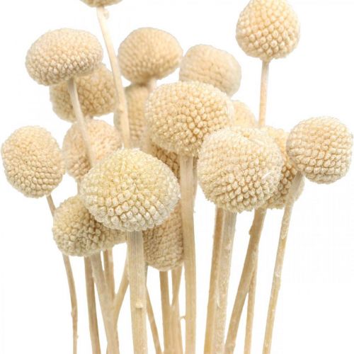 Product Craspedia dried cream drumsticks dried floristry 20 pcs