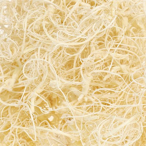 Floristik24 Curly moss bleached 350g