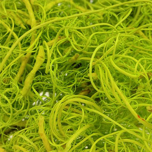 Floristik24 Curly moss light green 350g