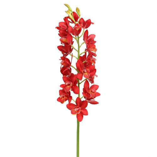 Product Orchid Cymbidium Red 78cm