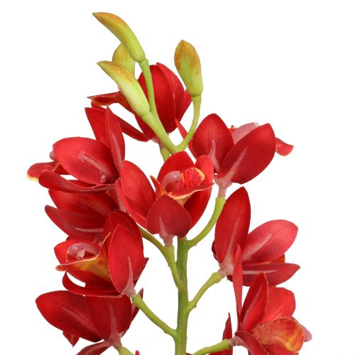 Product Orchid Cymbidium Red 78cm