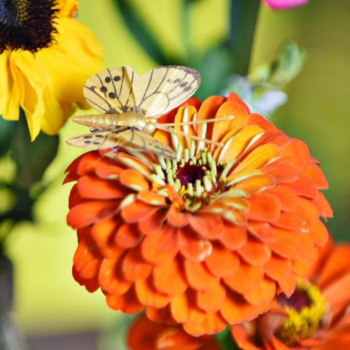 Floristik24 Spring butterfly with clip golden spring decoration 6cm 10pcs in a set