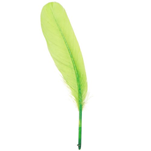 Floristik24 Decorative Feathers for Crafting Goose Feathers Light Green 20g x 2pcs