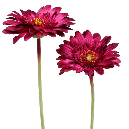 Floristik24 Deko-Gerbera dark pink Ø10cm L53cm 6pcs