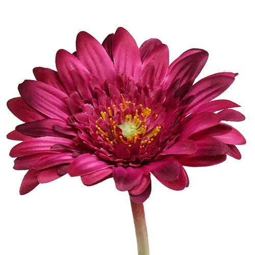 Floristik24 Deko-Gerbera dark pink Ø10cm L53cm 6pcs