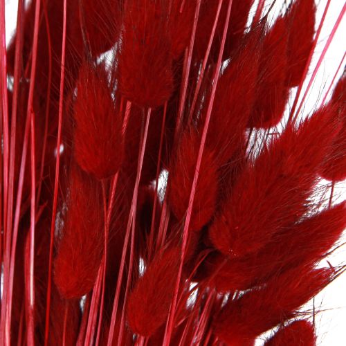Floristik24 Decorative Grass Red Lagurus Dried Flowers Hare&#39;s Tail Grass 50g