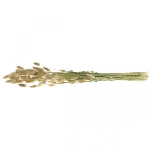 Product Dried Lagurus, Lagurus dried flowers, Natural Lagurus grass L30–70cm 45g