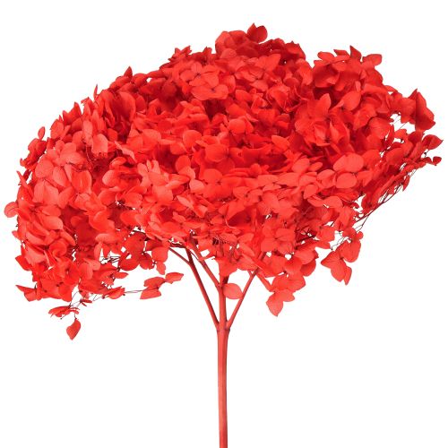 Decorative Hydrangea Preserved Dried Flower Red Ø20cm 1 pc