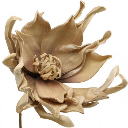 Product Deco lotus flower artificial lotus flower artificial flower beige L68cm