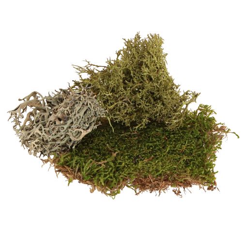 Product Decorative moss – real moss and lichen for arrangements 250g