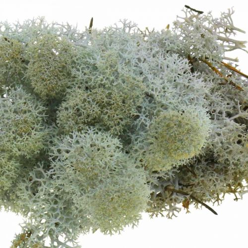 Product Decorative Moss Grey Natural Moss for Crafting Dried, Colored 500g