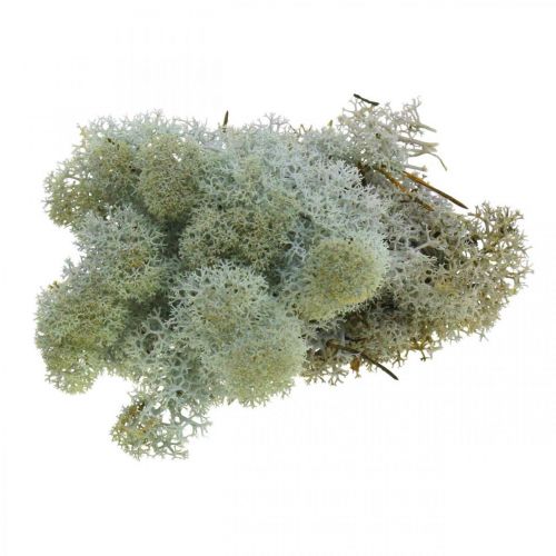 Floristik24 Decorative Moss Grey Natural Moss for Crafting Dried, Colored 500g