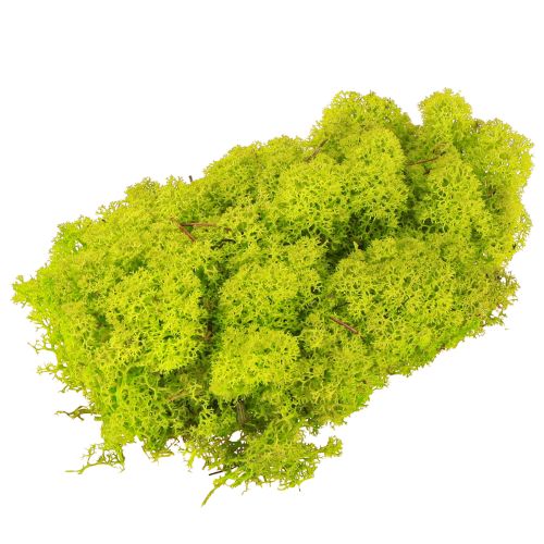 Floristik24 Deco moss light green reindeer moss preserved 400g