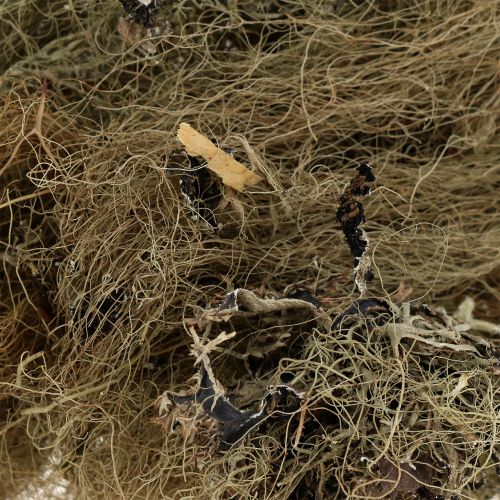 Floristik24 Deco moss nature for crafting 500g