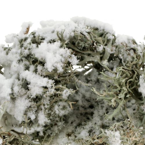 Product Decorative moss gray snow-covered 500g
