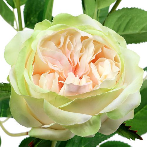 Floristik24 Deco rose cream-pink Ø10cm 52cm 3pcs