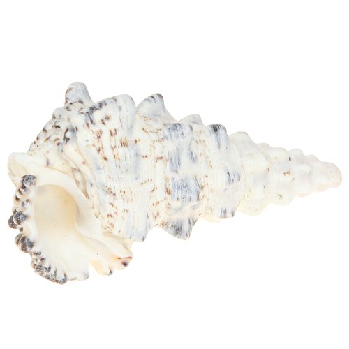 Product Decorative snail shells black and white, shell natural decoration 1kg