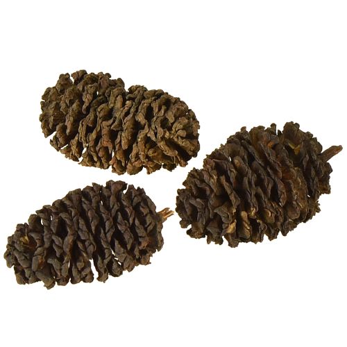 Product Decorative cones alder cones natural for decorating 3-4cm 200g