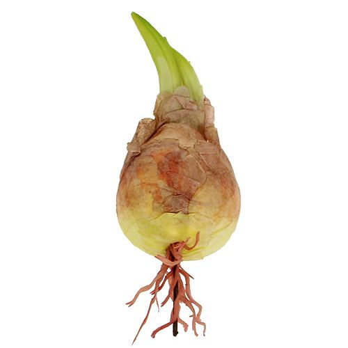 Floristik24 Decorative onion tuber 7-10cm 9pcs