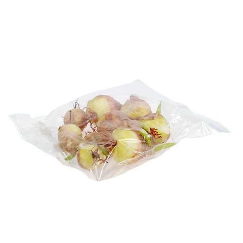 Floristik24 Decorative onion tuber 7-10cm 9pcs
