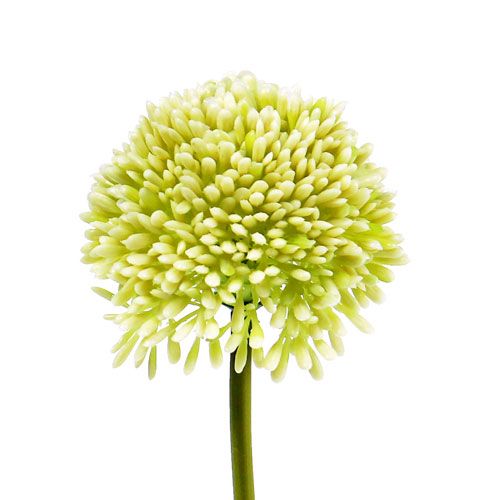 Floristik24 Deco allium cream Ø6.5cm L39cm