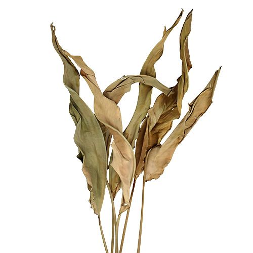 Floristik24 Decorative leaves natural 120cm 20p