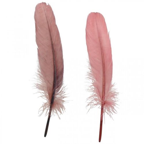 Floristik24 Decorative feathers for handicrafts Dusky pink real bird feathers 20g