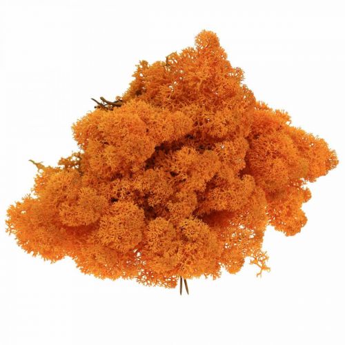 Product Decorative Moss Orange Real Moss for Crafting Dried, Colored 500g