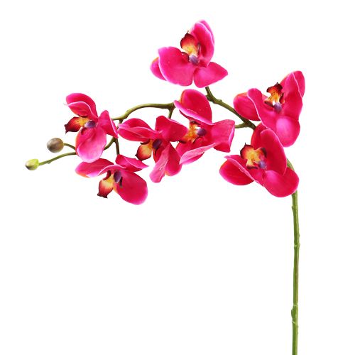 Floristik24 Artificial orchid fuchsia 77cm