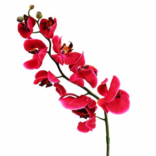 Floristik24 Deco orchid in fuchsia 77cm