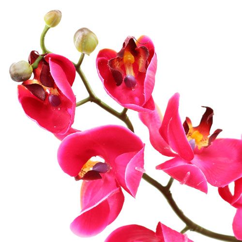Floristik24 Deco orchid in fuchsia 77cm