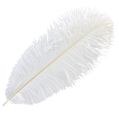 Floristik24 Decorative Ostrich Feathers Real Feathers White 38-40cm 2 Pcs