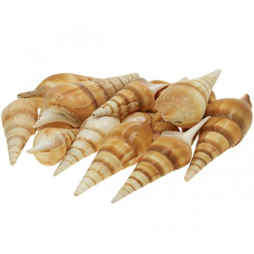 Floristik24 Deco maritime snail shell pointed 1kg