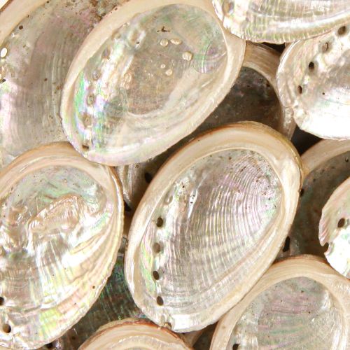 Product Decorative wreath wood abalone snails white natural H30cm