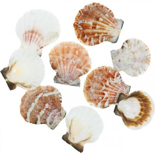 Floristik24 Deco shell white, red Real shells in raffia net table decoration 400g