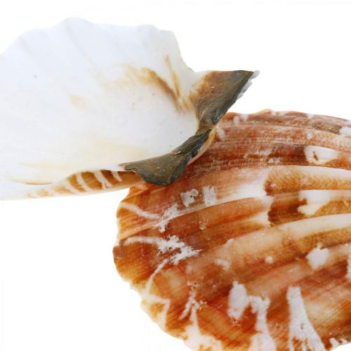 Floristik24 Deco shell white, red Real shells in raffia net table decoration 400g