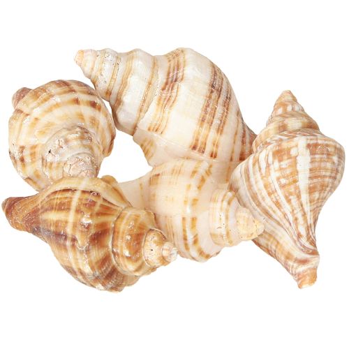 Shells Decorative Cream Brown Striped 3cm–8cm 300g
