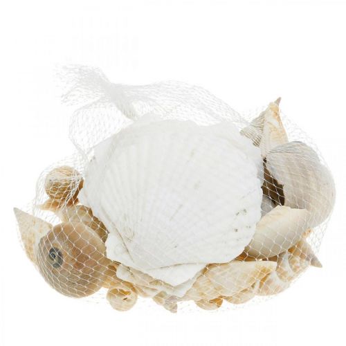 Product Decorative snail shells Sea snails nature Maritime decoration 350g