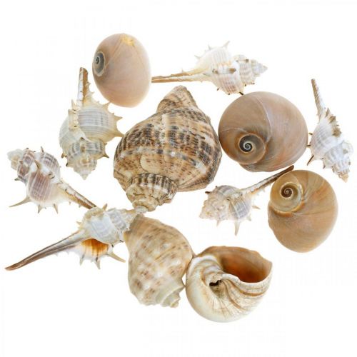 Floristik24 Decorative shells and snail shells empty white, natural decorative maritime 350g