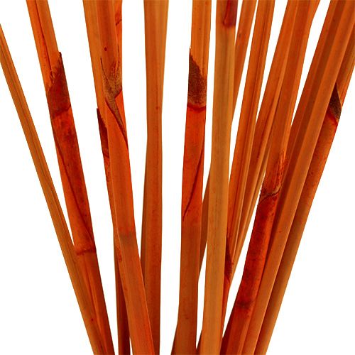 Floristik24 Decorative sticks Elephant Reed Orange 20 pcs